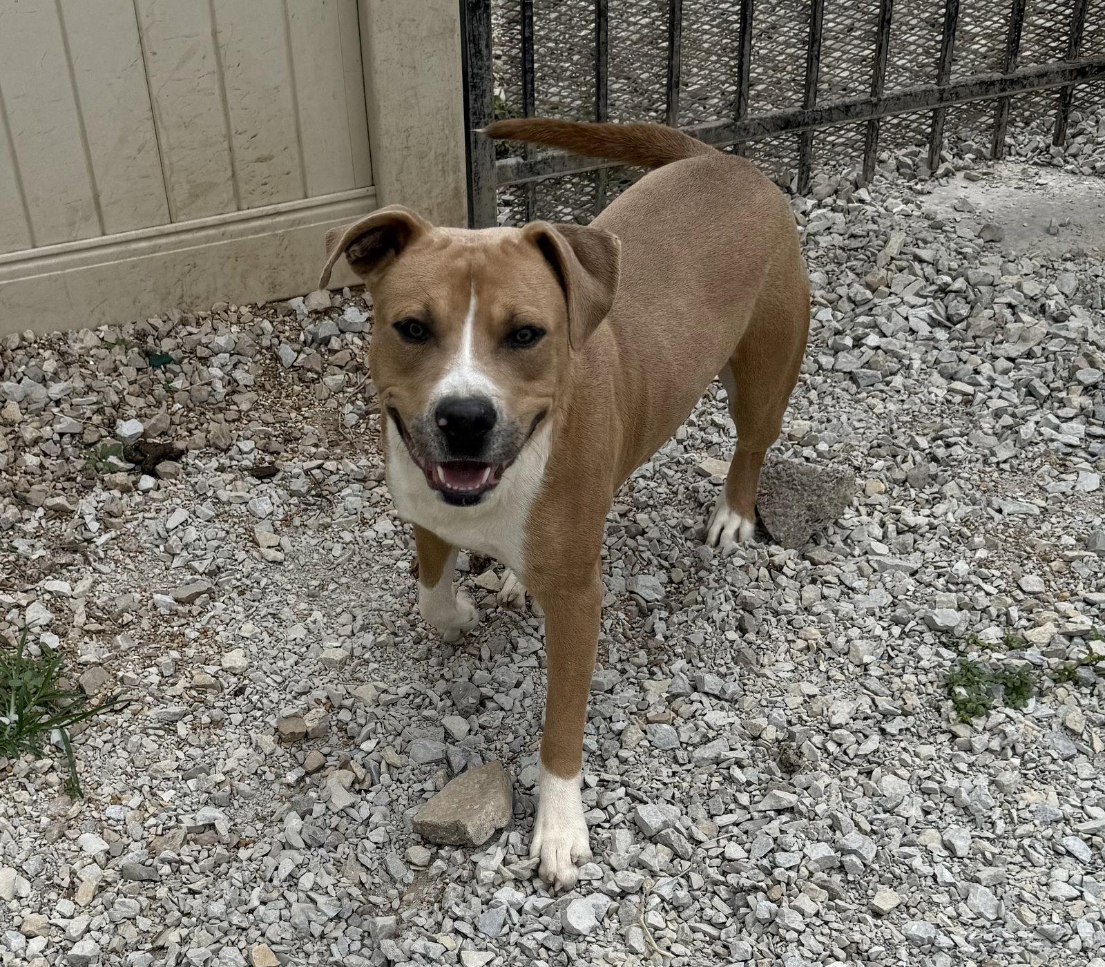 Will, a Adoptable Pit Bull Terrier in Corning, AR image 1/2