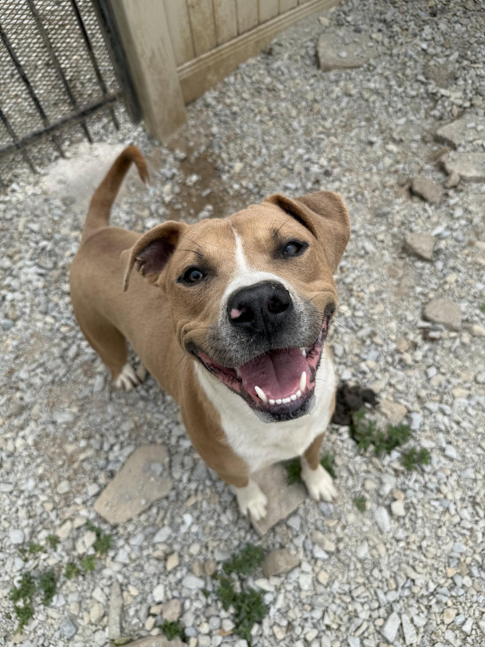 Will, a Adoptable Pit Bull Terrier in Corning, AR image 2/2