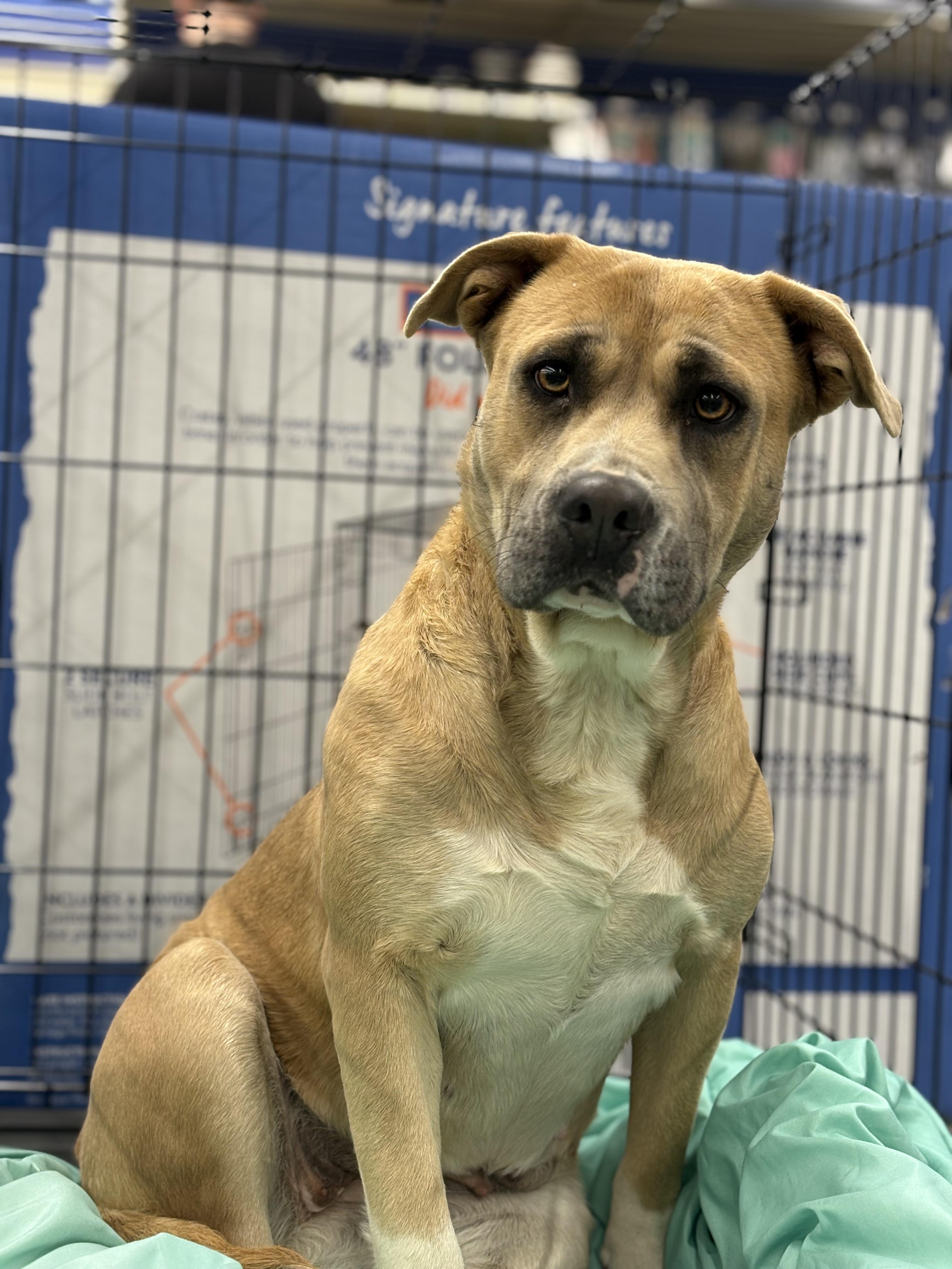 Enlarge Pearl, an adopted mixed breed in Zimmerman, MN image 1/3