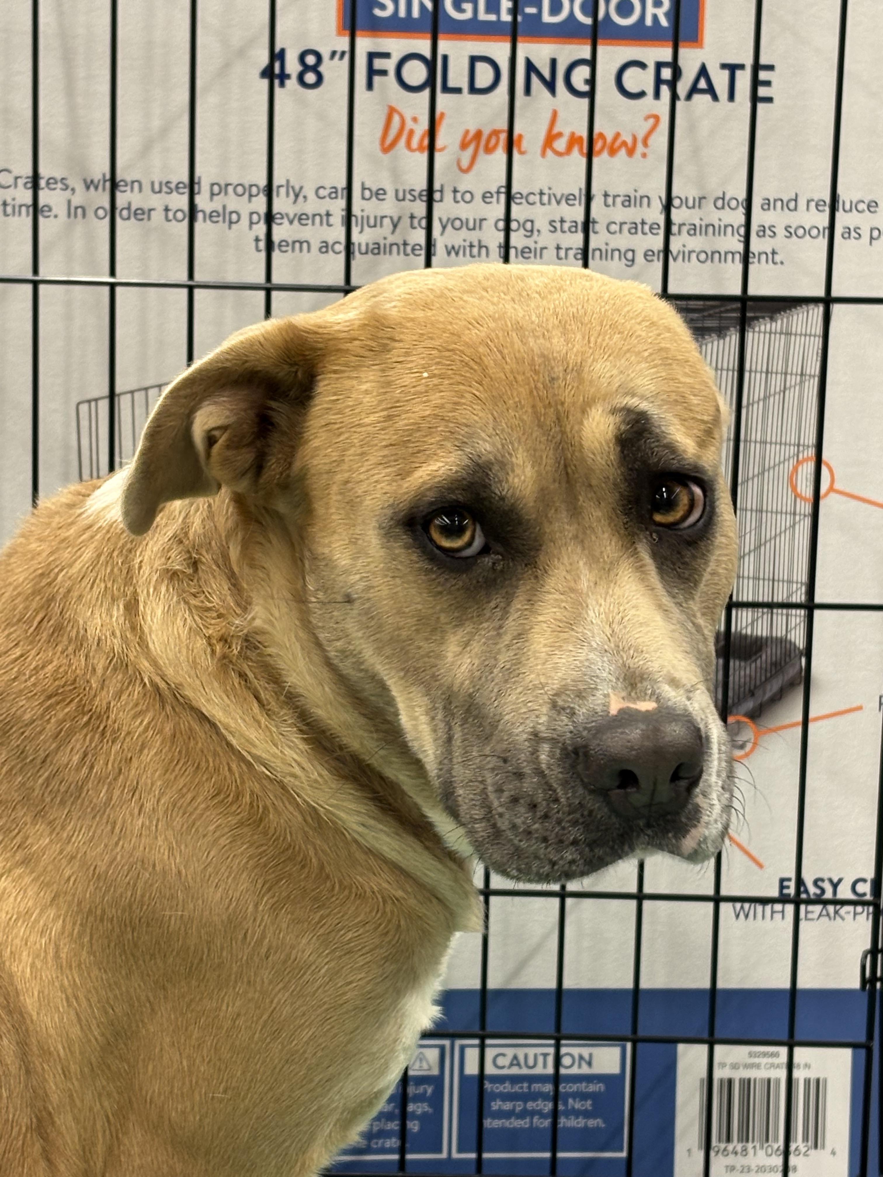 Enlarge Pearl, an adopted mixed breed in Zimmerman, MN image 3/3