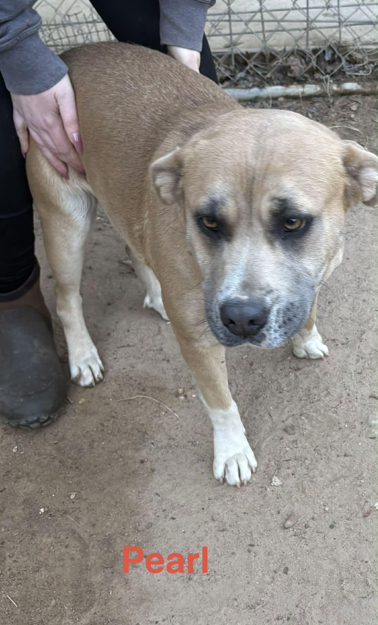 Enlarge Pearl, an adopted mixed breed in Zimmerman, MN image 2/3