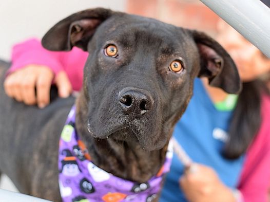 Gohan, Young Male American Staffordshire Terrier