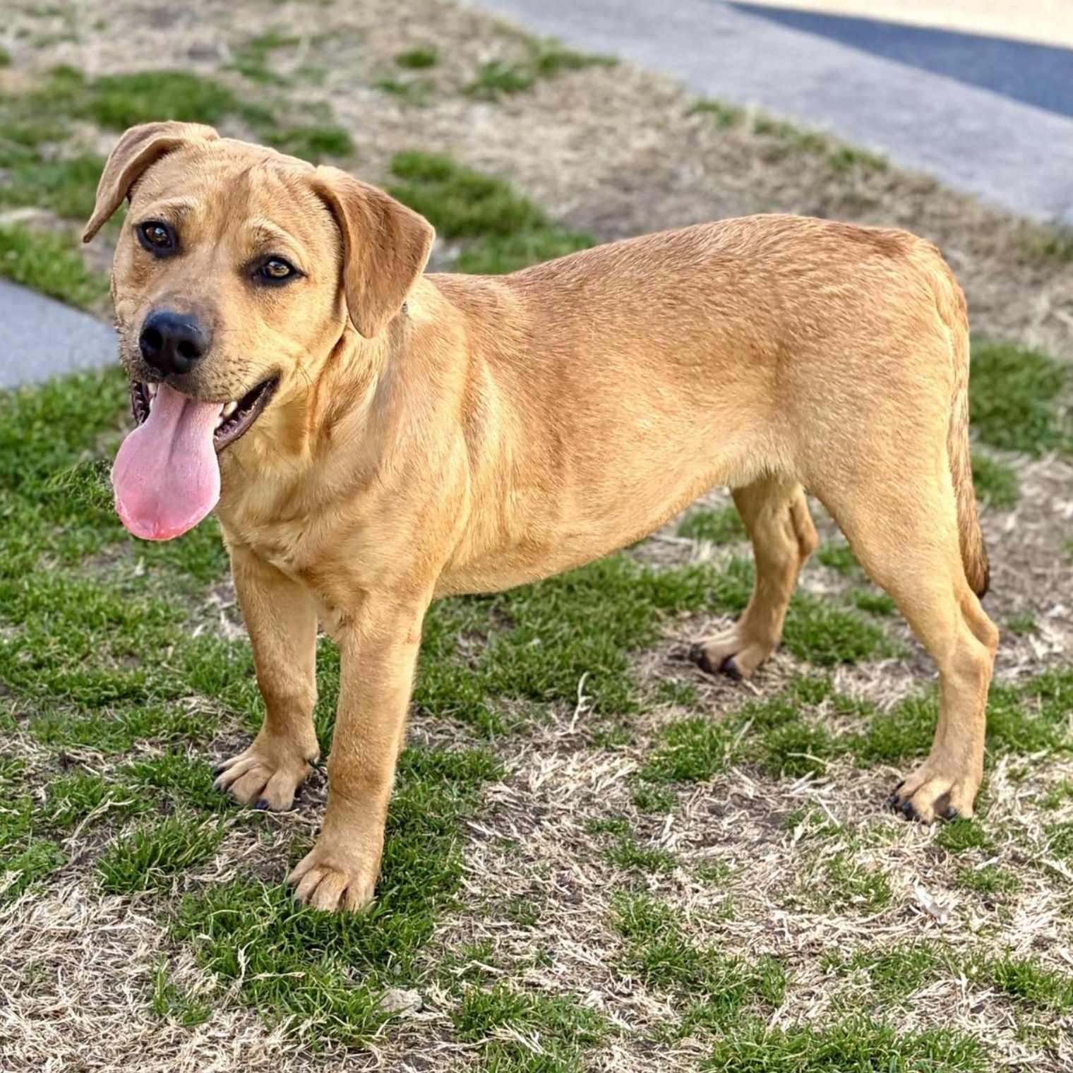 Enlarge Hippo, a ADOPTABLE mixed breed in Boston, MA image 3/5