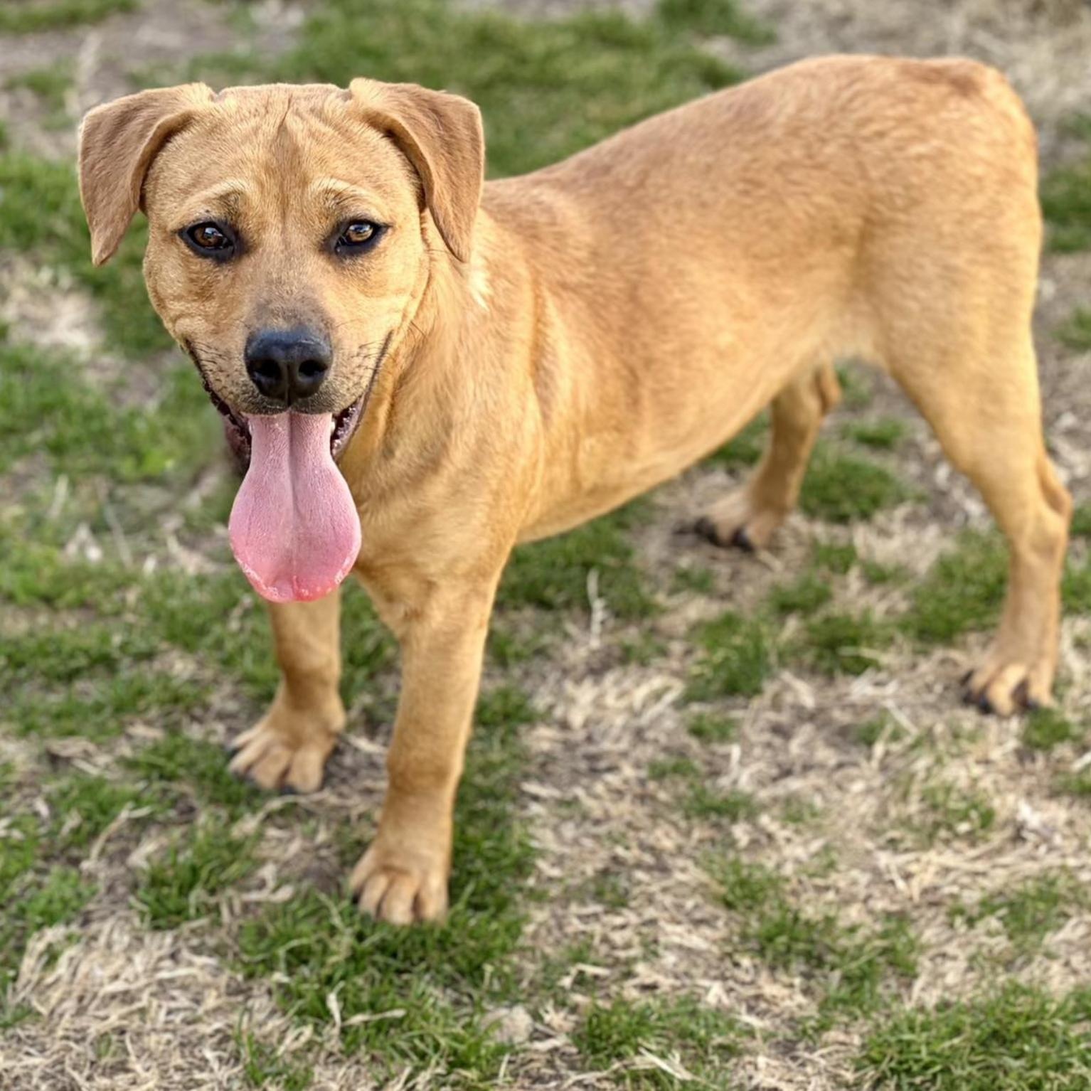Enlarge Hippo, a ADOPTABLE mixed breed in Boston, MA image 2/5