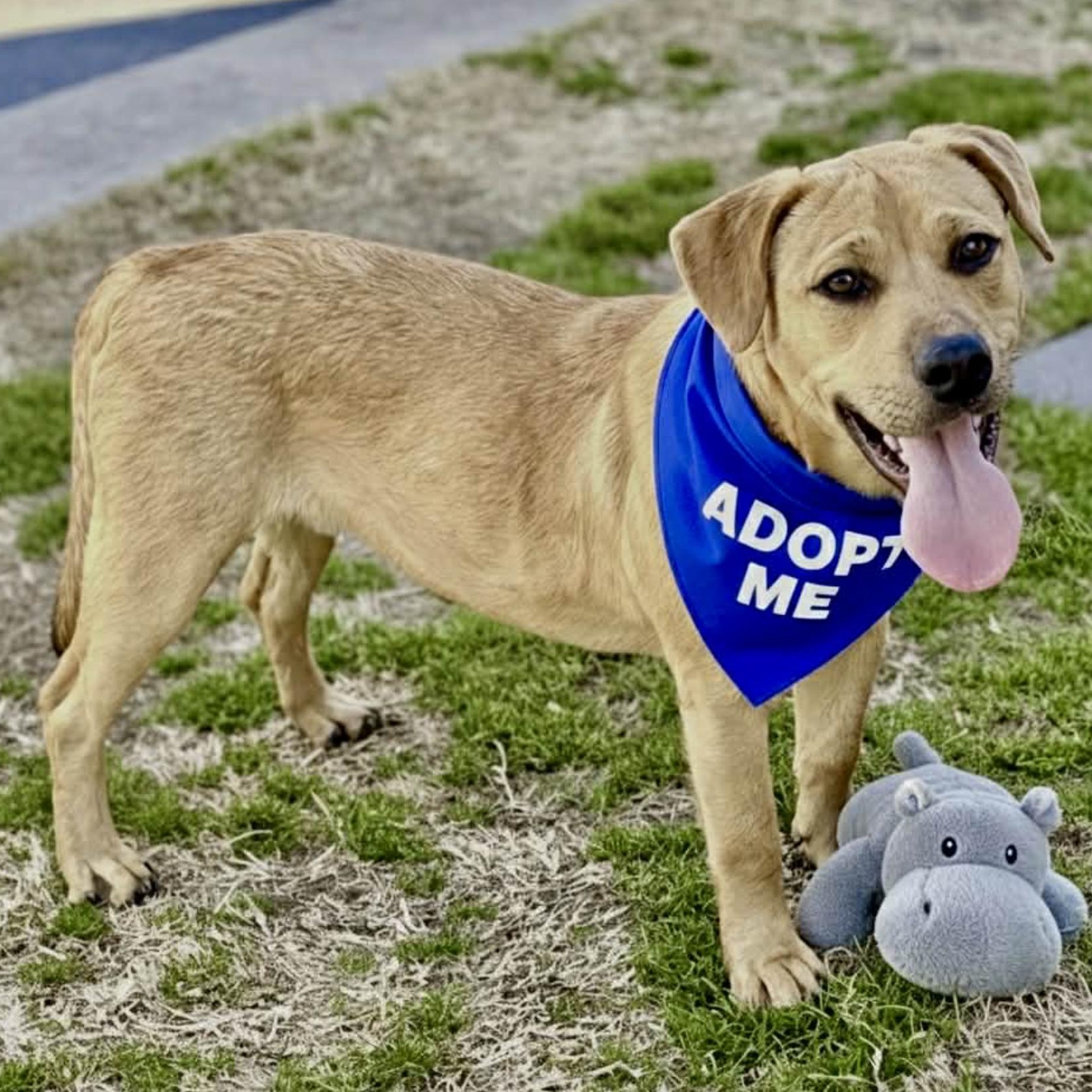 Enlarge Hippo, a ADOPTABLE mixed breed in Boston, MA image 1/5