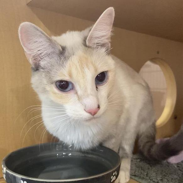 Missy, Adoptable, Young Female Domestic Short Hair & Siamese.