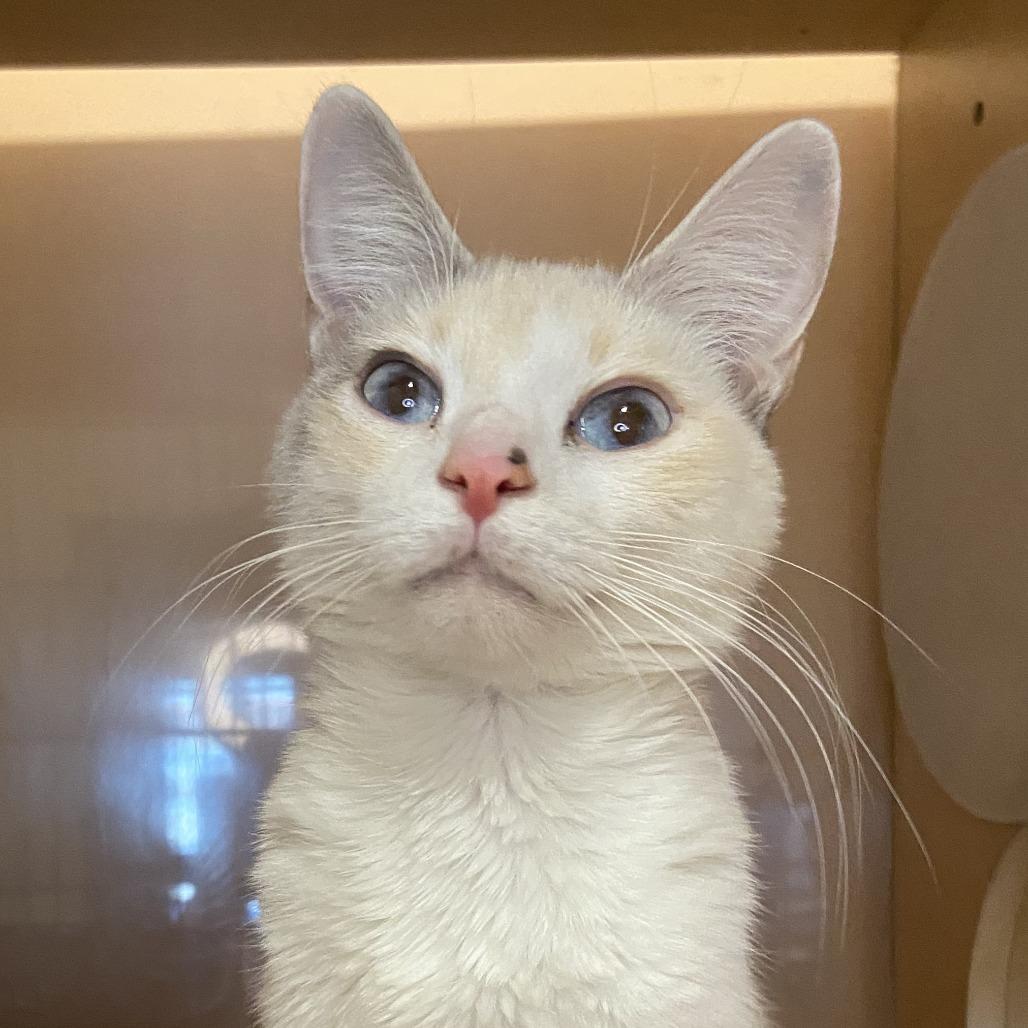 Enlarge Missy, a Adoptable mixed breed in Washington Township, OH image 2/3