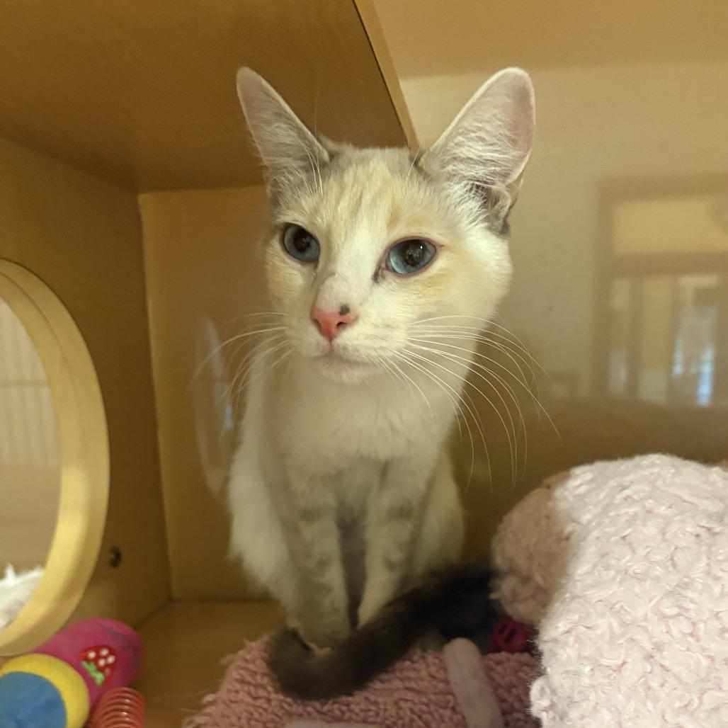 Enlarge Missy, a Adoptable mixed breed in Washington Township, OH image 3/3