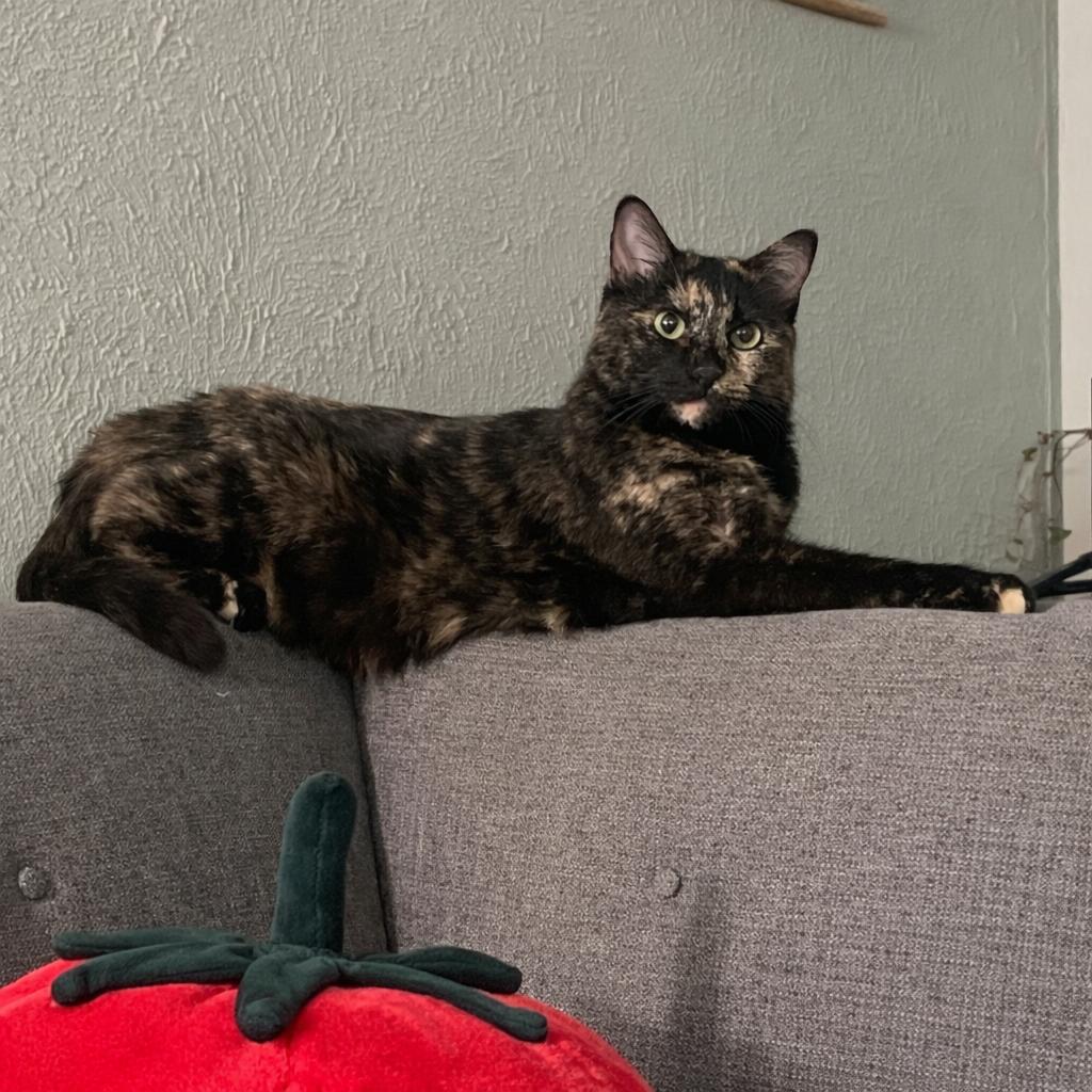 Enlarge Ophelia, a Adoptable Domestic Short Hair in Denver, CO image 1/6