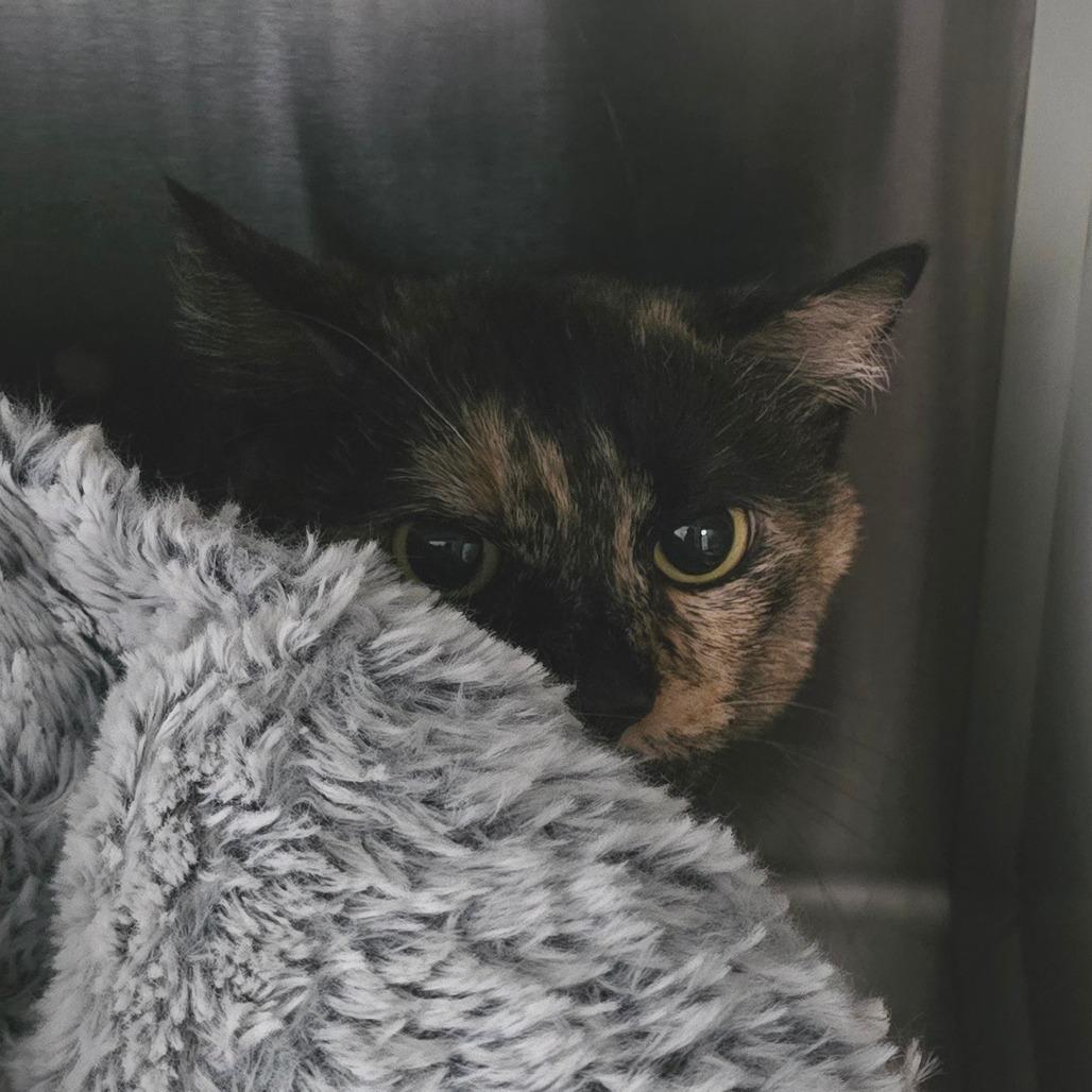 Enlarge Ophelia, a Adoptable Domestic Short Hair in Denver, CO image 2/6
