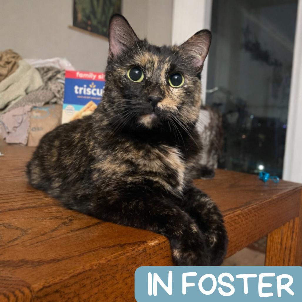 Enlarge Ophelia, a Adoptable Domestic Short Hair in Denver, CO image 3/6