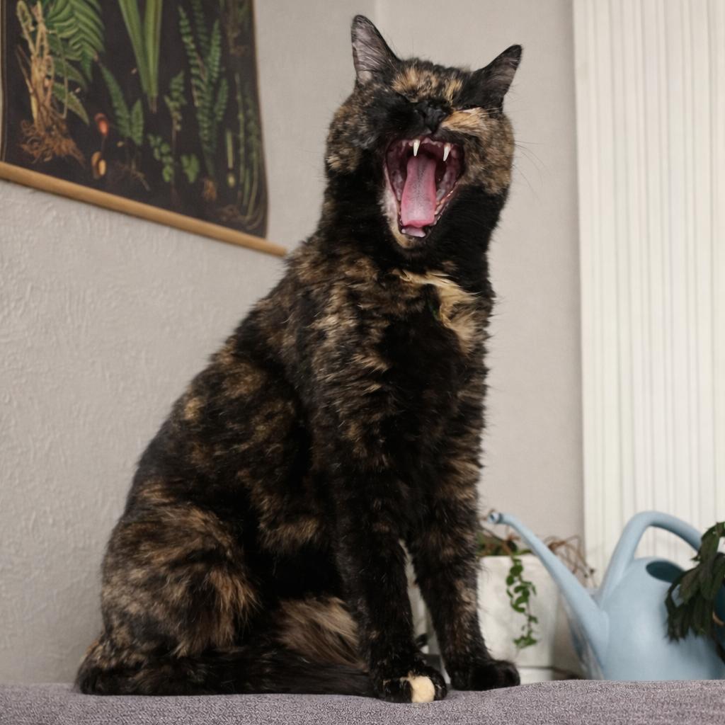 Enlarge Ophelia, a Adoptable Domestic Short Hair in Denver, CO image 4/6