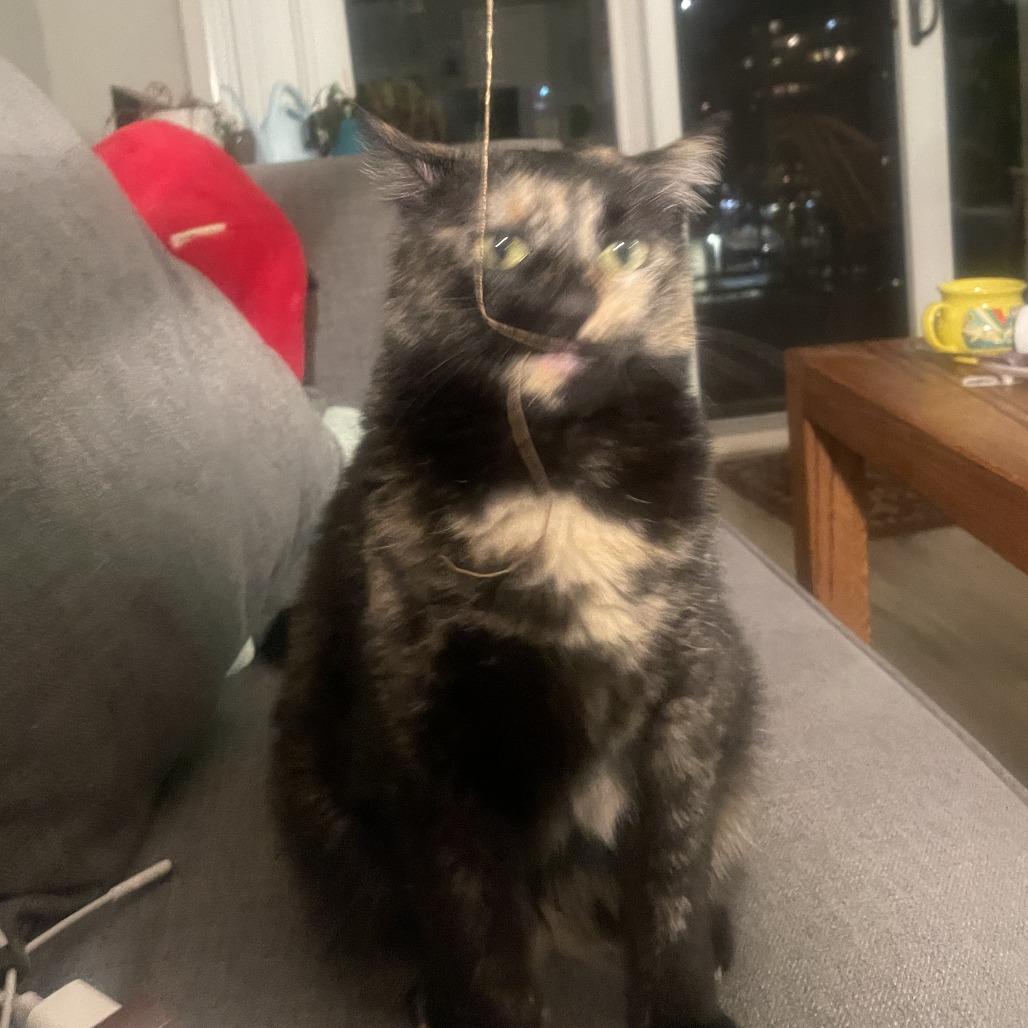 Enlarge Ophelia, a Adoptable Domestic Short Hair in Denver, CO image 5/6