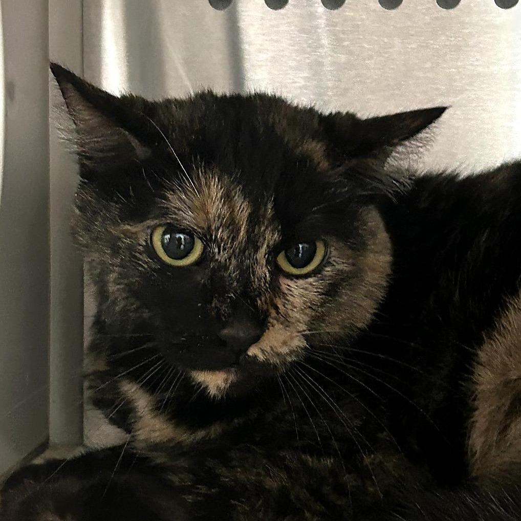 Enlarge Ophelia, a Adoptable Domestic Short Hair in Denver, CO image 6/6