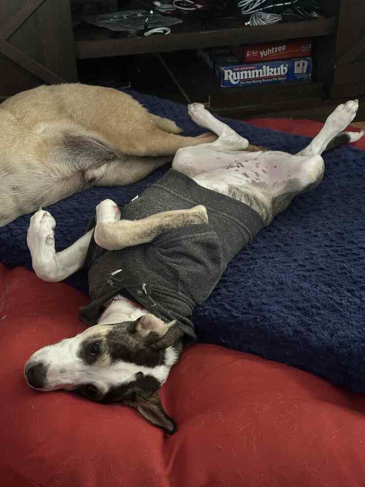 Enlarge Piggy, a Adoptable mixed breed in Wolcott, CT image 1/6