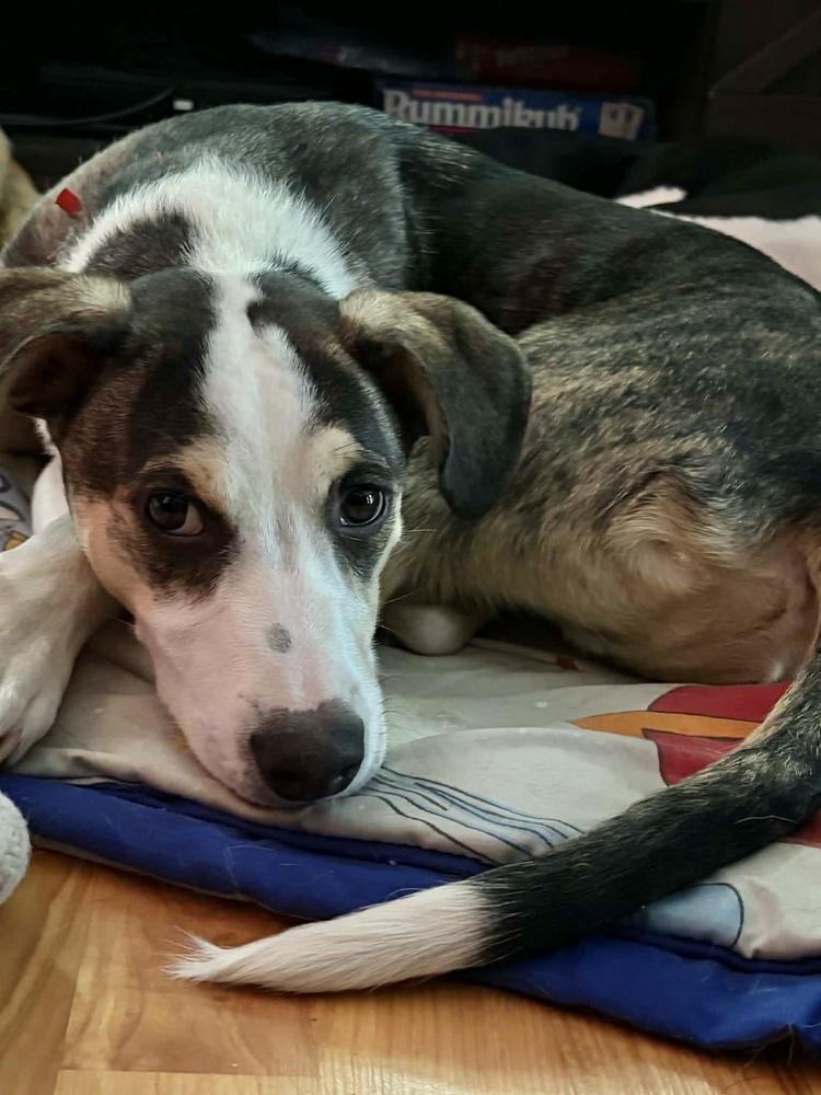 Enlarge Piggy, a Adoptable mixed breed in Wolcott, CT image 2/6