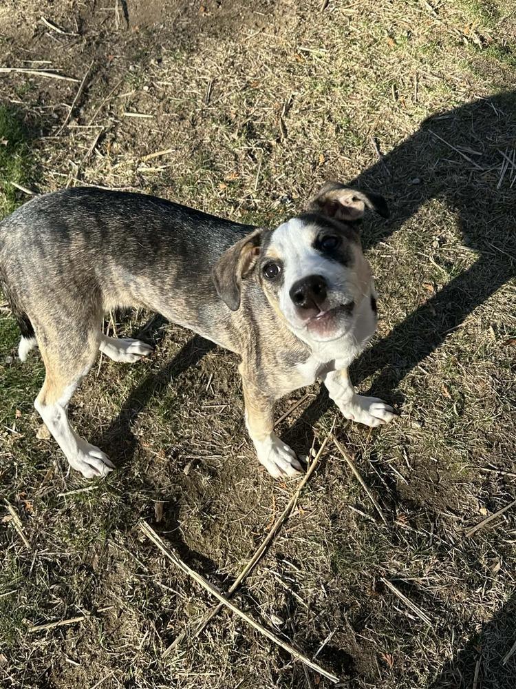 Enlarge Piggy, a Adoptable mixed breed in Wolcott, CT image 3/6