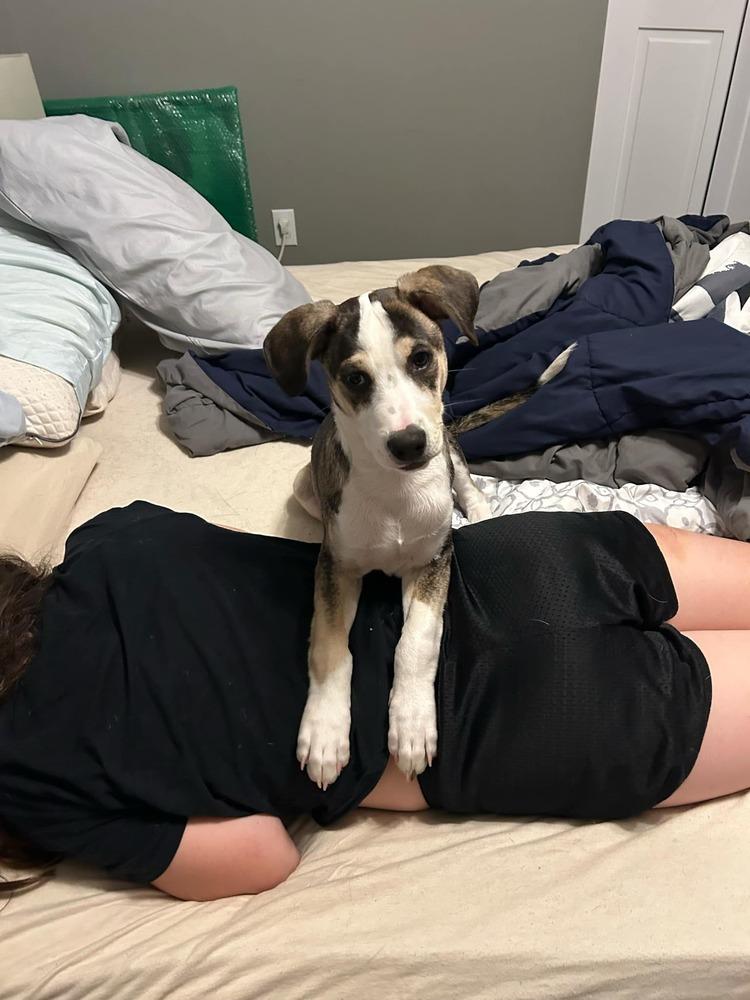 Enlarge Piggy, a Adoptable mixed breed in Wolcott, CT image 4/6