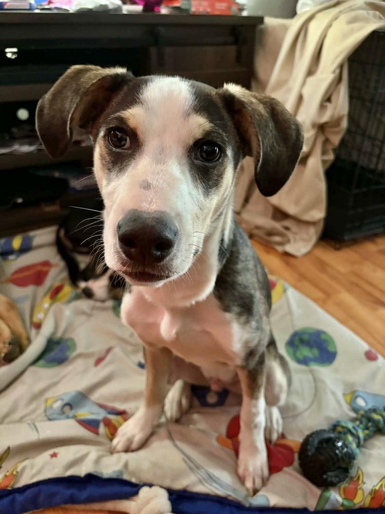 Enlarge Piggy, a Adoptable mixed breed in Wolcott, CT image 5/6