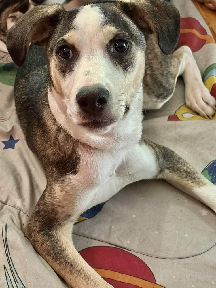 Enlarge Piggy, a Adoptable mixed breed in Wolcott, CT image 6/6