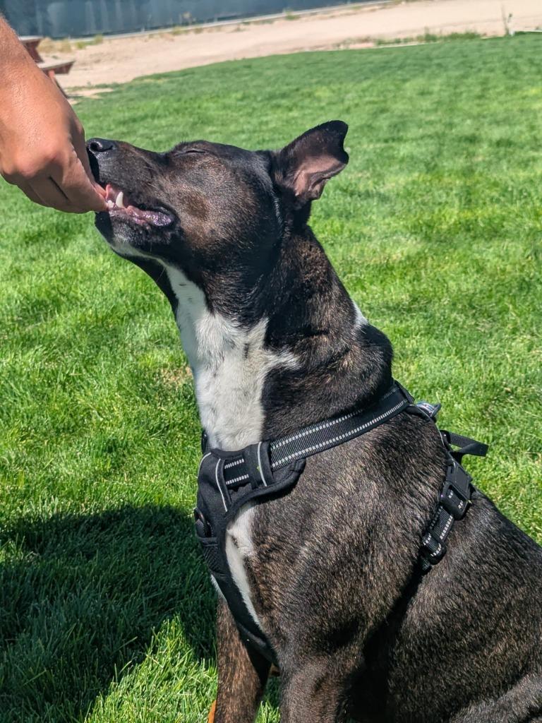 Katara, a Adoptable mixed breed in Meridian, ID image 2/6