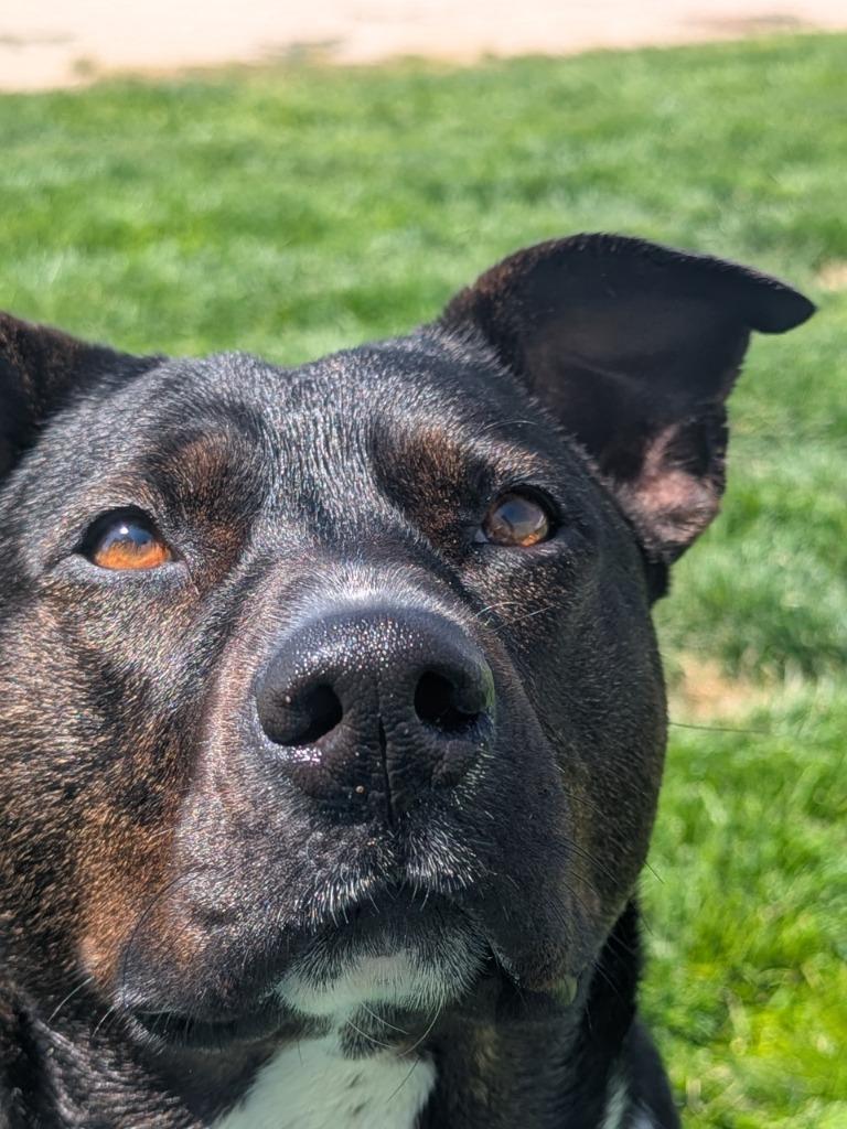 Enlarge Katara, a Adoptable mixed breed in Meridian, ID image 4/6