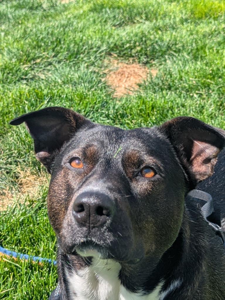 Katara, a Adoptable mixed breed in Meridian, ID image 5/6