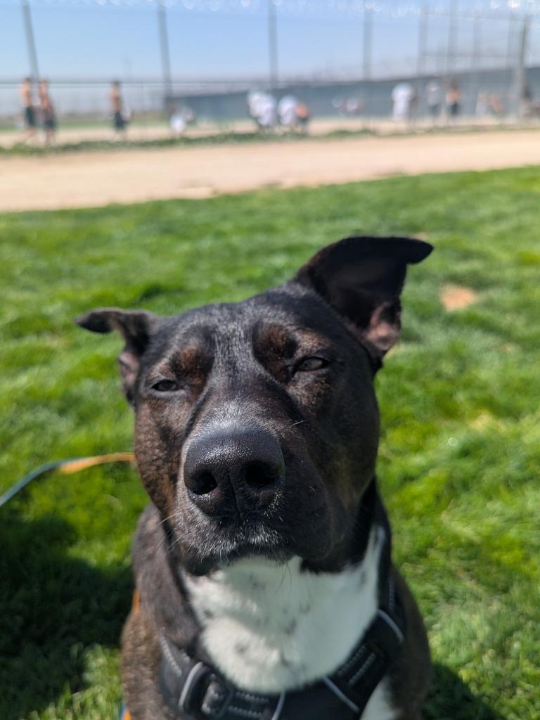 Katara, a Adoptable mixed breed in Meridian, ID image 6/6