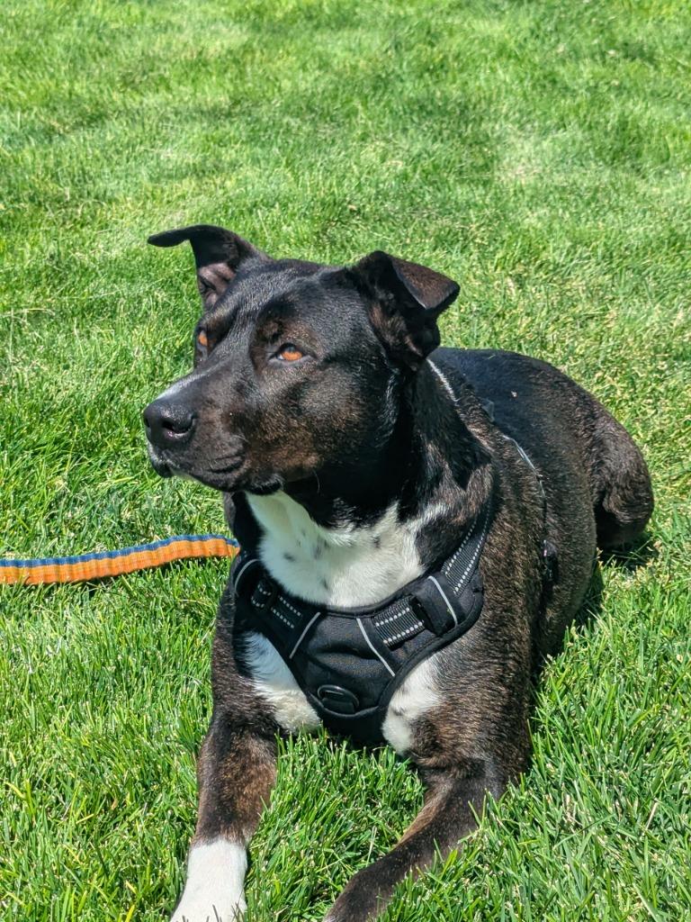 Enlarge Katara, a Adoptable mixed breed in Meridian, ID image 6/6