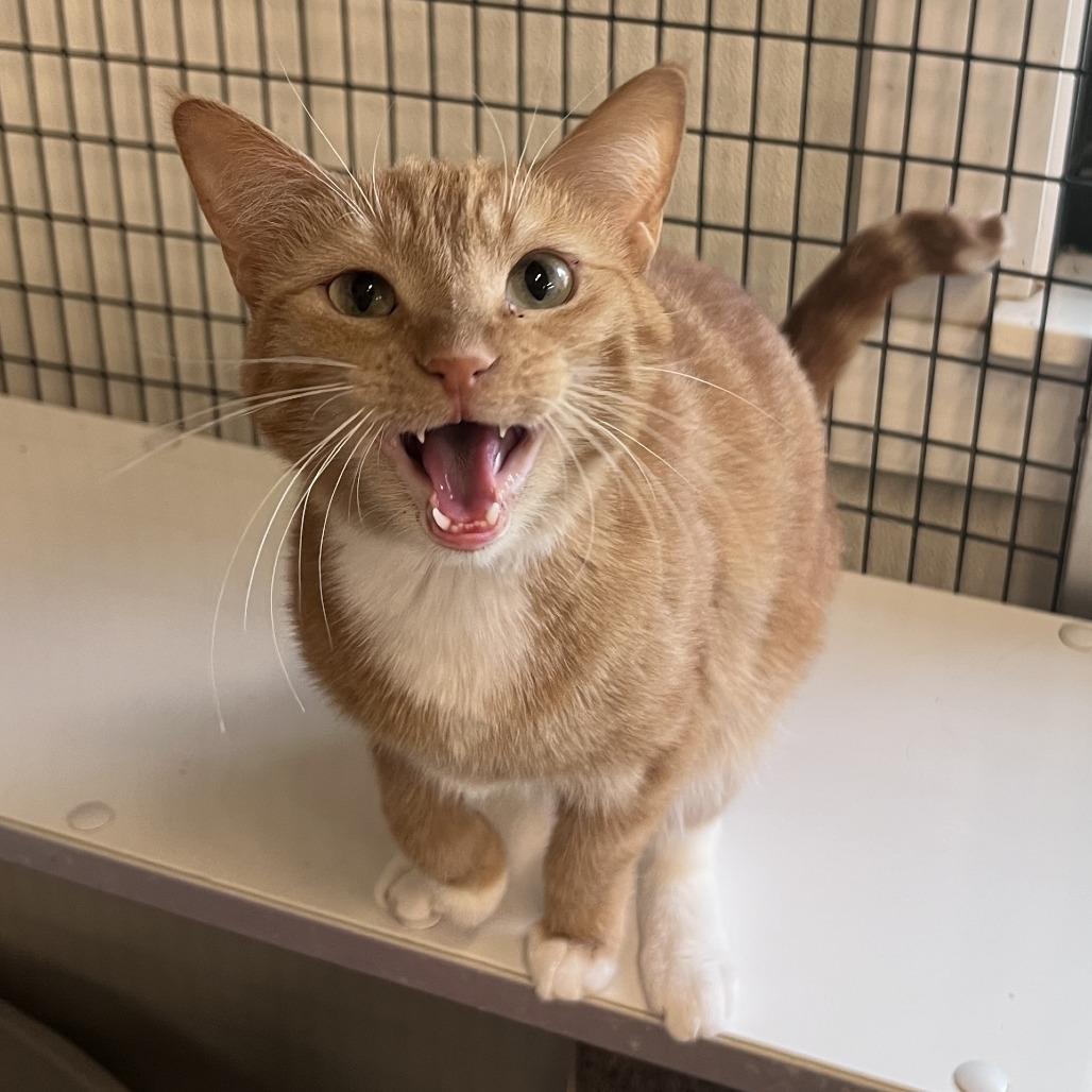 Peach, Adoptable, Adult Female Domestic Short Hair.