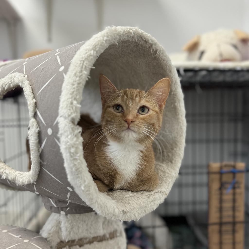 Enlarge Peach, a Adoptable Domestic Short Hair in Albert Lea, MN image 1/6