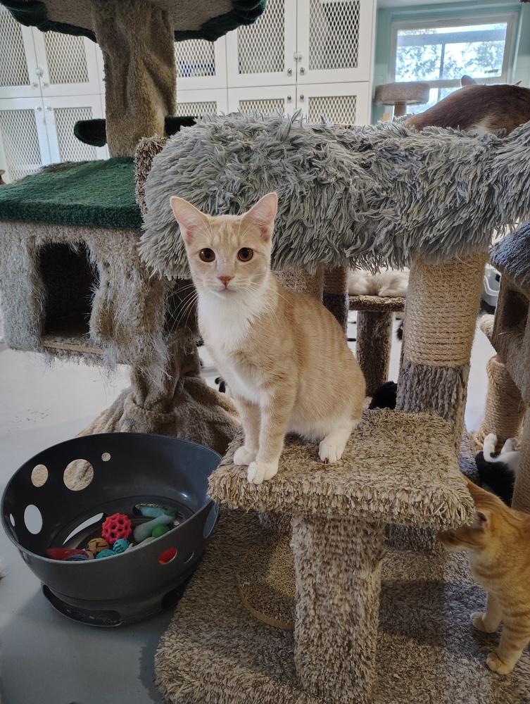 Enlarge Tesla, a Adoptable Domestic Short Hair in San Leon, TX image 1/3