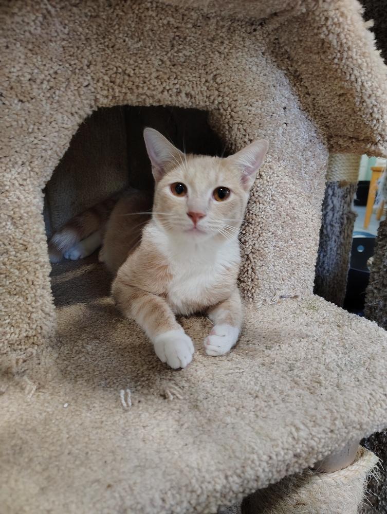 Enlarge Tesla, a Adoptable Domestic Short Hair in San Leon, TX image 2/3