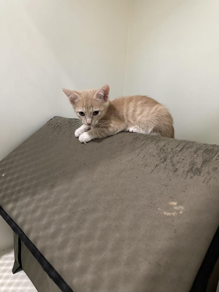 Enlarge Tesla, a Adoptable Domestic Short Hair in San Leon, TX image 3/3