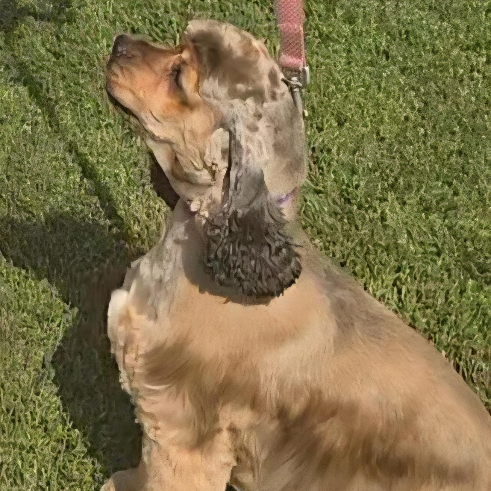 Caramel, Adoptable, Adult Female Cocker Spaniel.