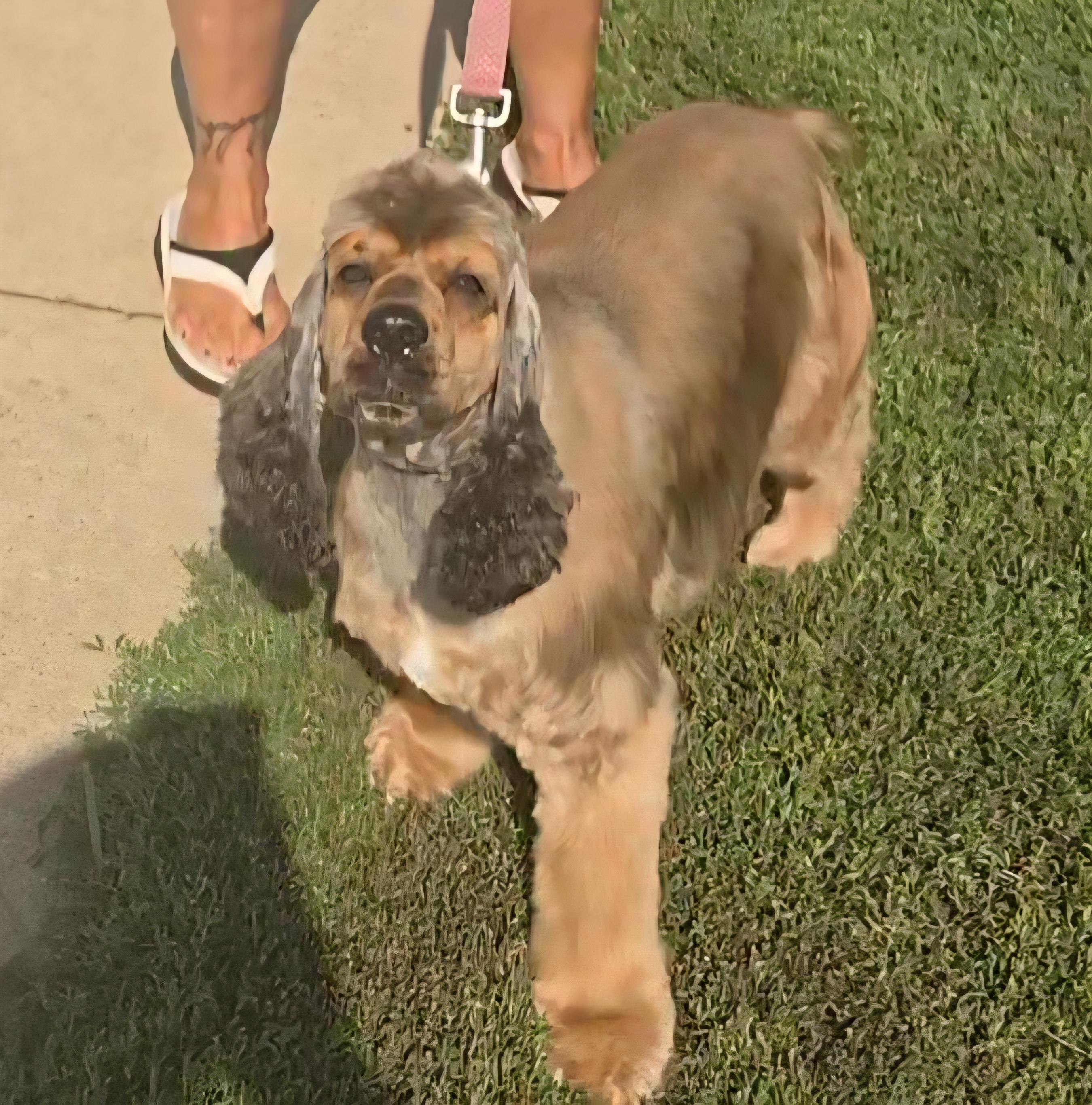 Caramel, a Adoptable Cocker Spaniel in LaGrange, IN image 3/6
