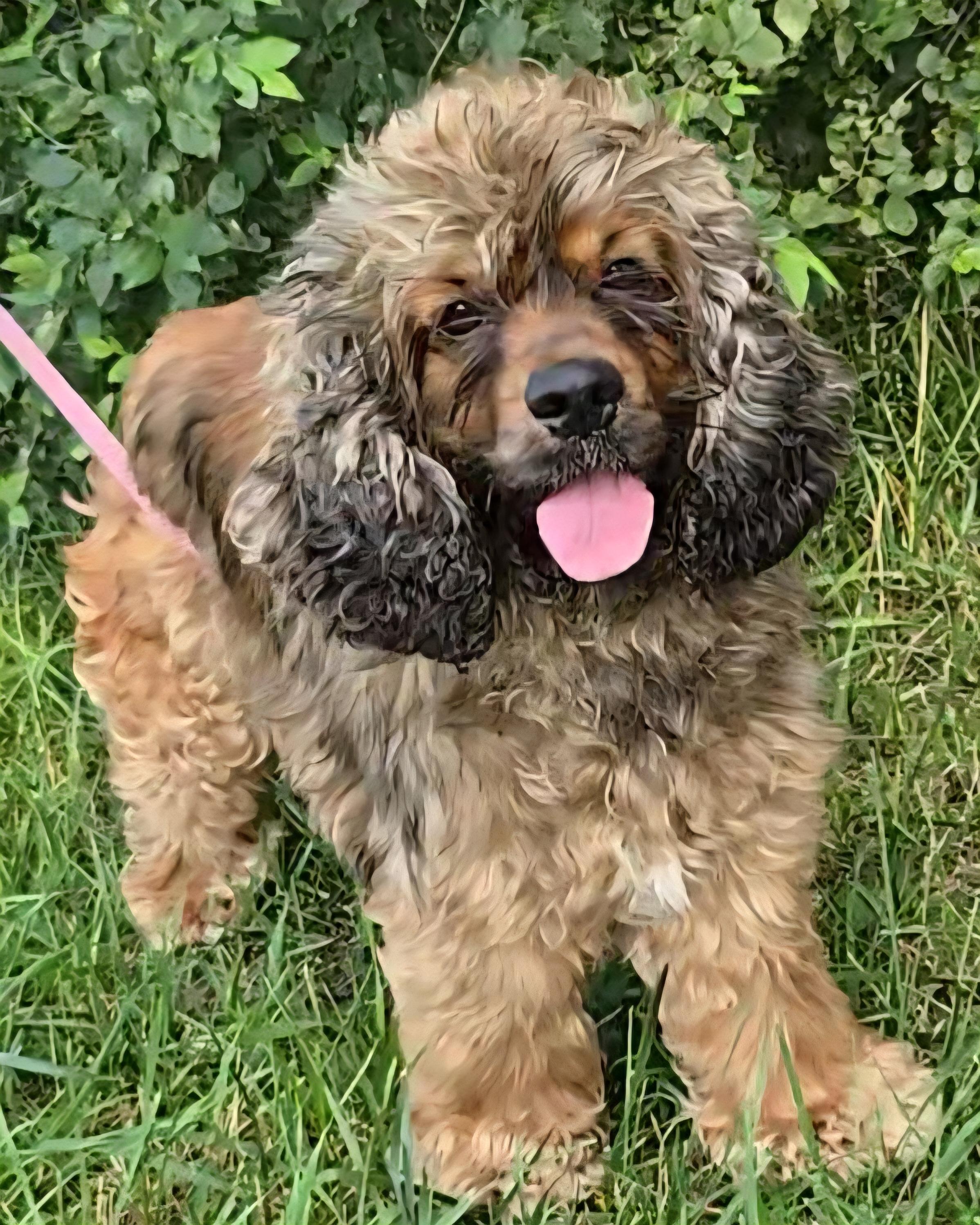 Caramel, a Adoptable Cocker Spaniel in LaGrange, IN image 5/6