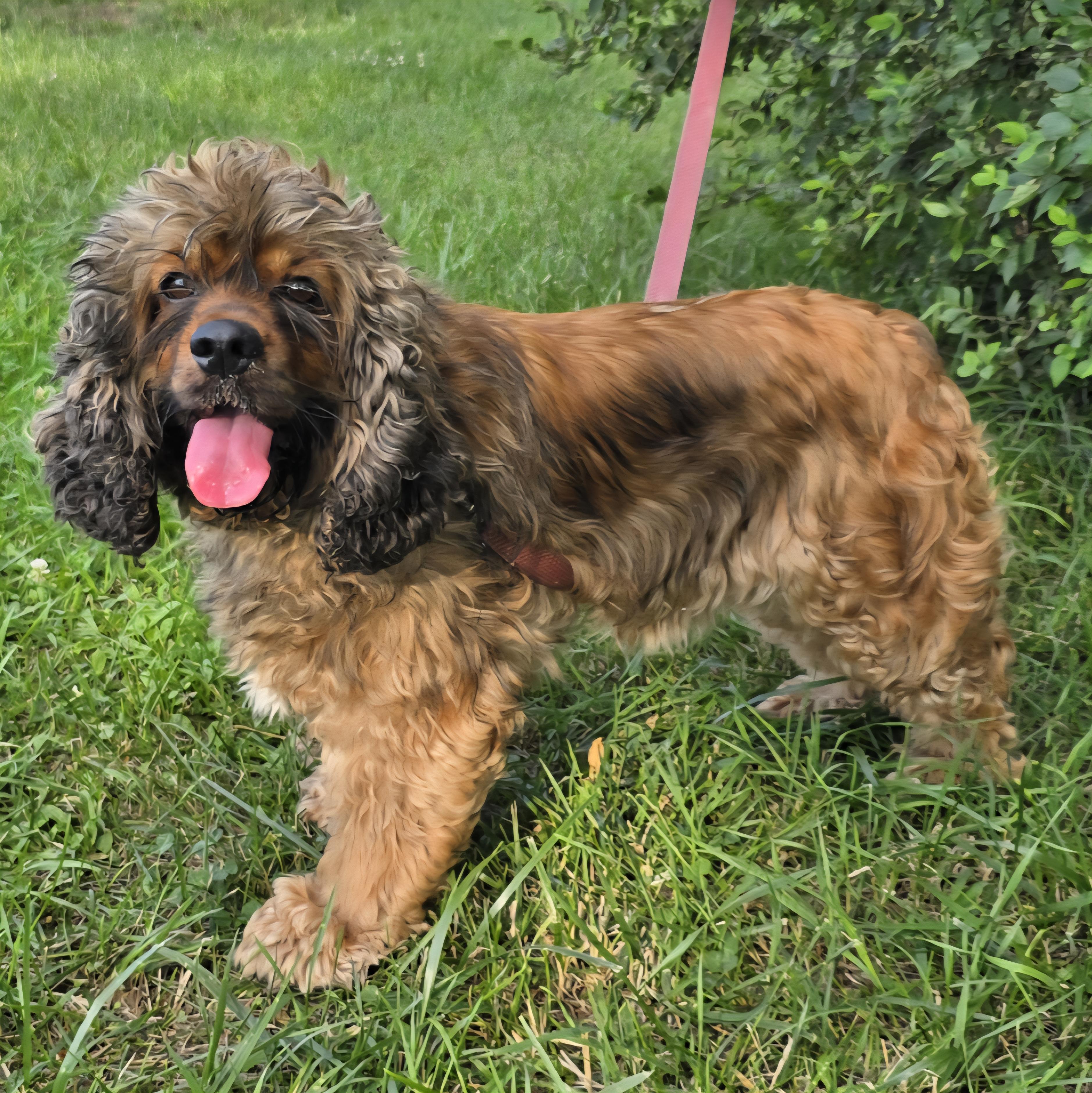 Caramel, a Adoptable Cocker Spaniel in LaGrange, IN image 6/6