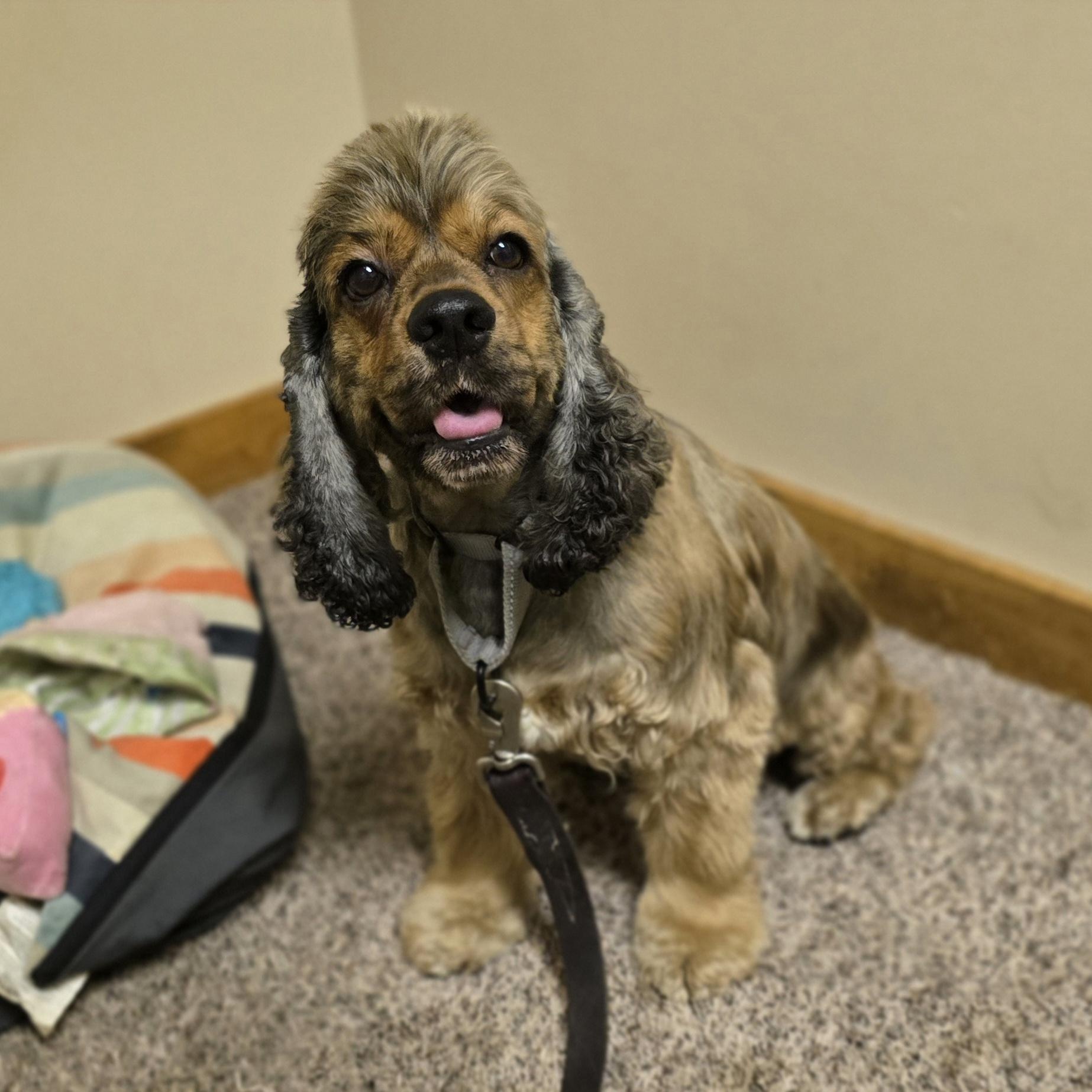 Caramel, a Adoptable Cocker Spaniel in LaGrange, IN image 1/6