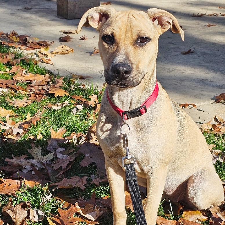 Mellow, a Adoptable mixed breed in Flower Mound, TX image 1/5