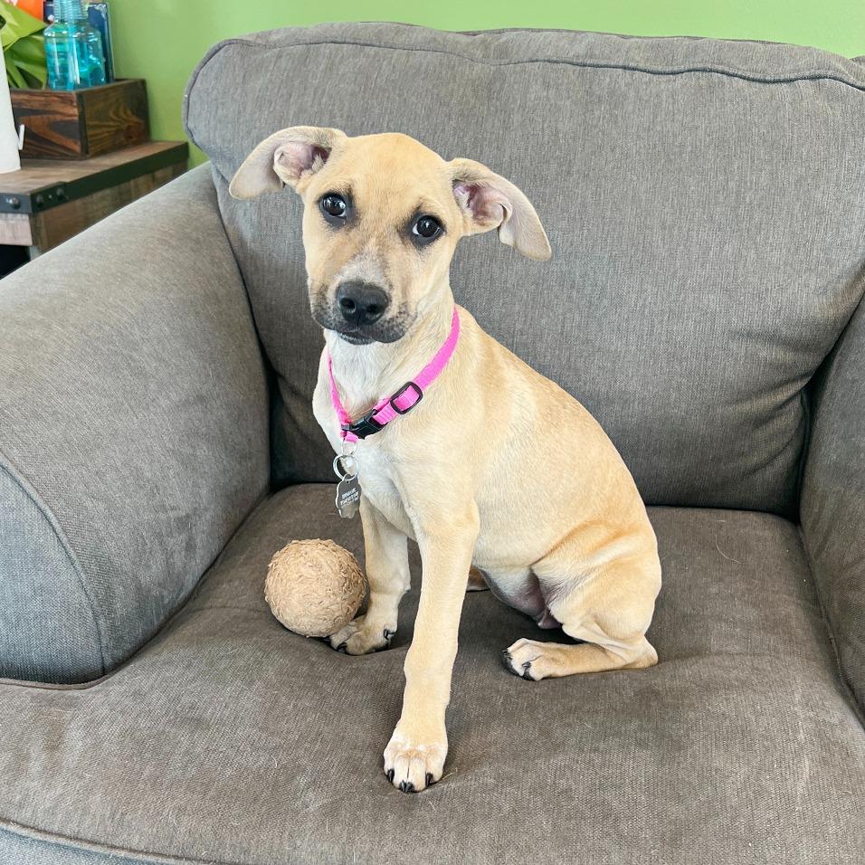 Mellow, a Adoptable mixed breed in Flower Mound, TX image 2/5