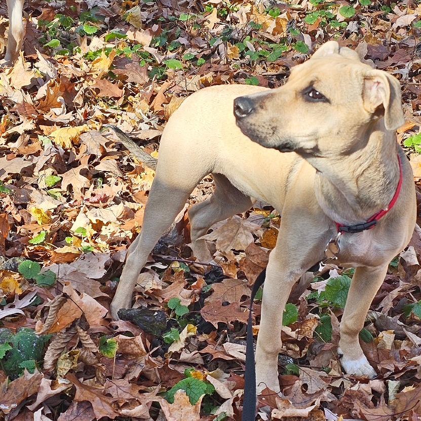 Mellow, a Adoptable mixed breed in Flower Mound, TX image 3/5