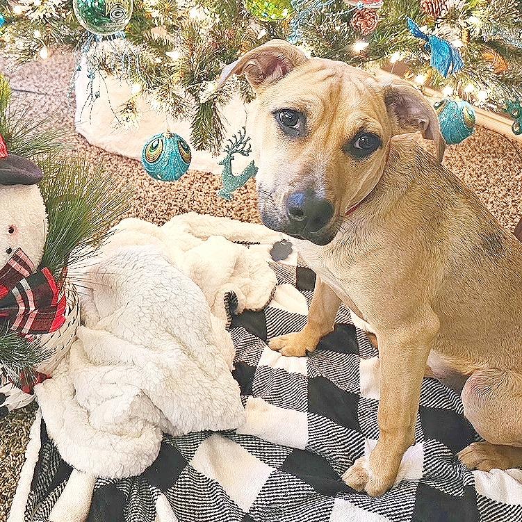 Mellow, a Adoptable mixed breed in Flower Mound, TX image 4/5