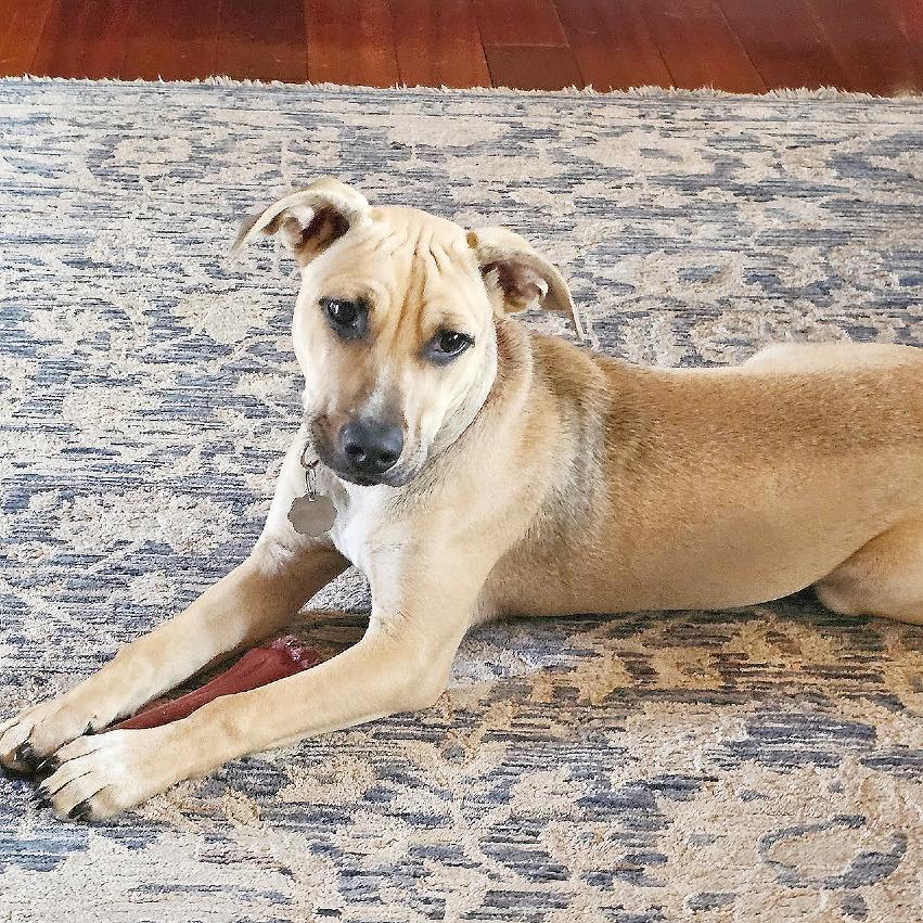 Mellow, a Adoptable mixed breed in Flower Mound, TX image 5/5