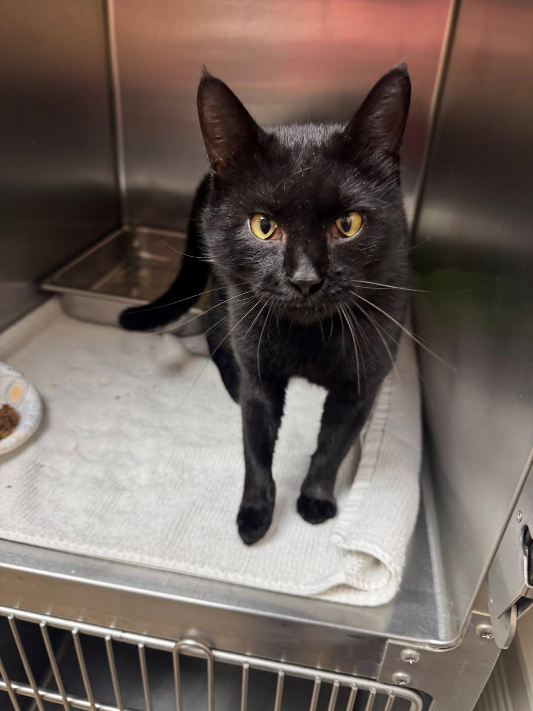 Mick, Adoptable, Young Male Domestic Short Hair.