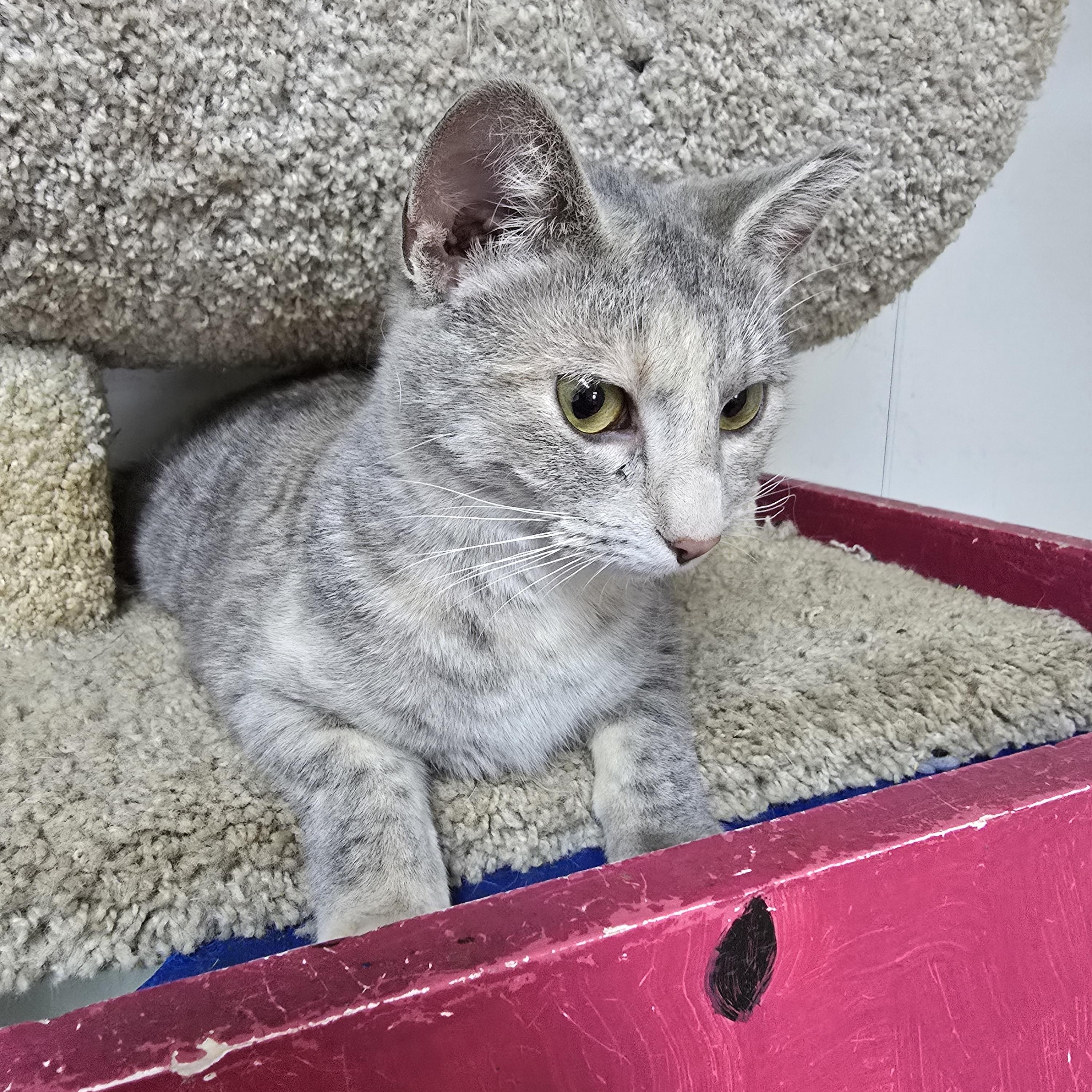 Enlarge Chloe, a Adoptable Domestic Short Hair in Hendersonville, TN image 1/1