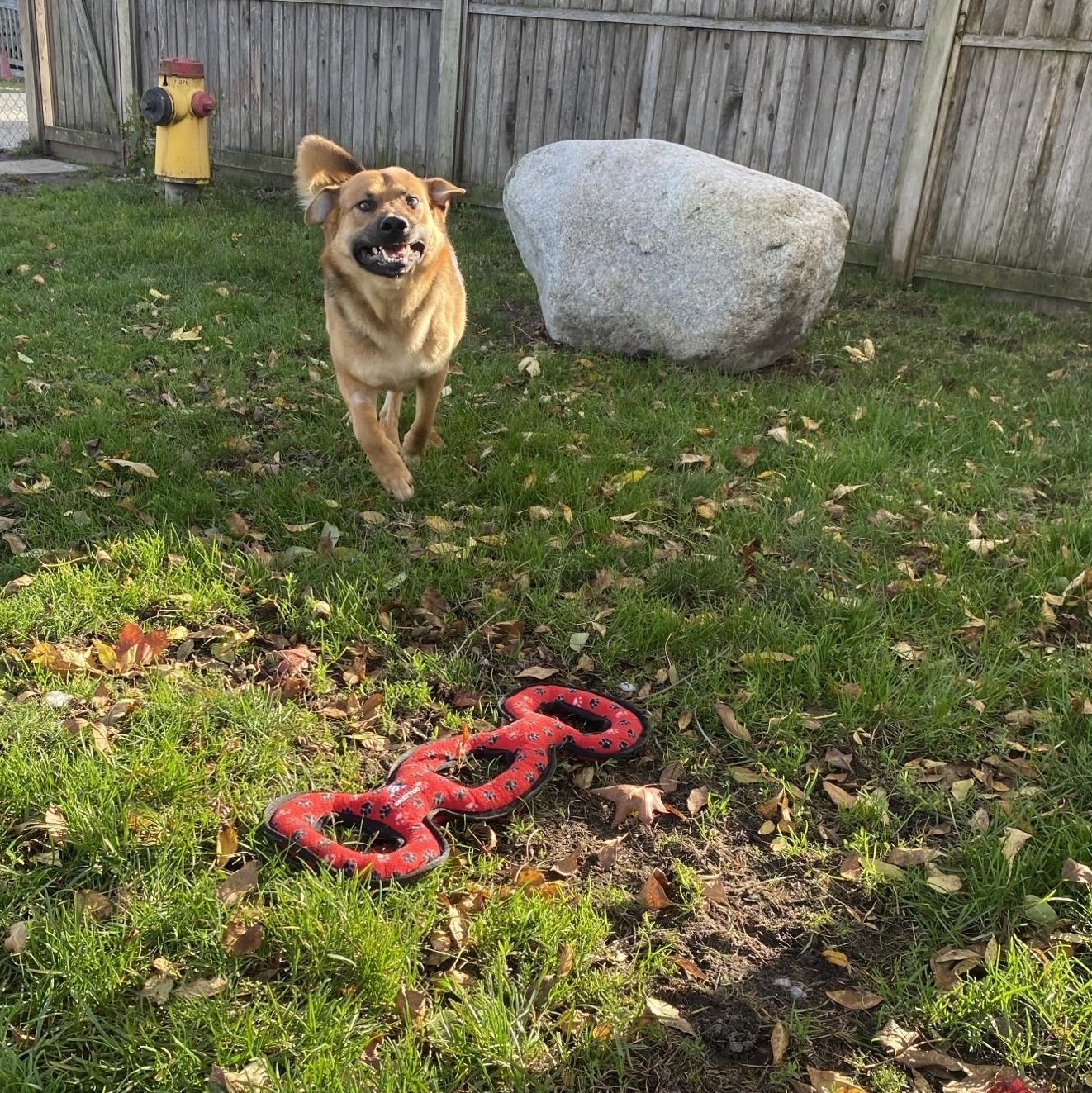 Turtle - ADOPTABLE!, Adoptable, Adult Male German Shepherd Dog.