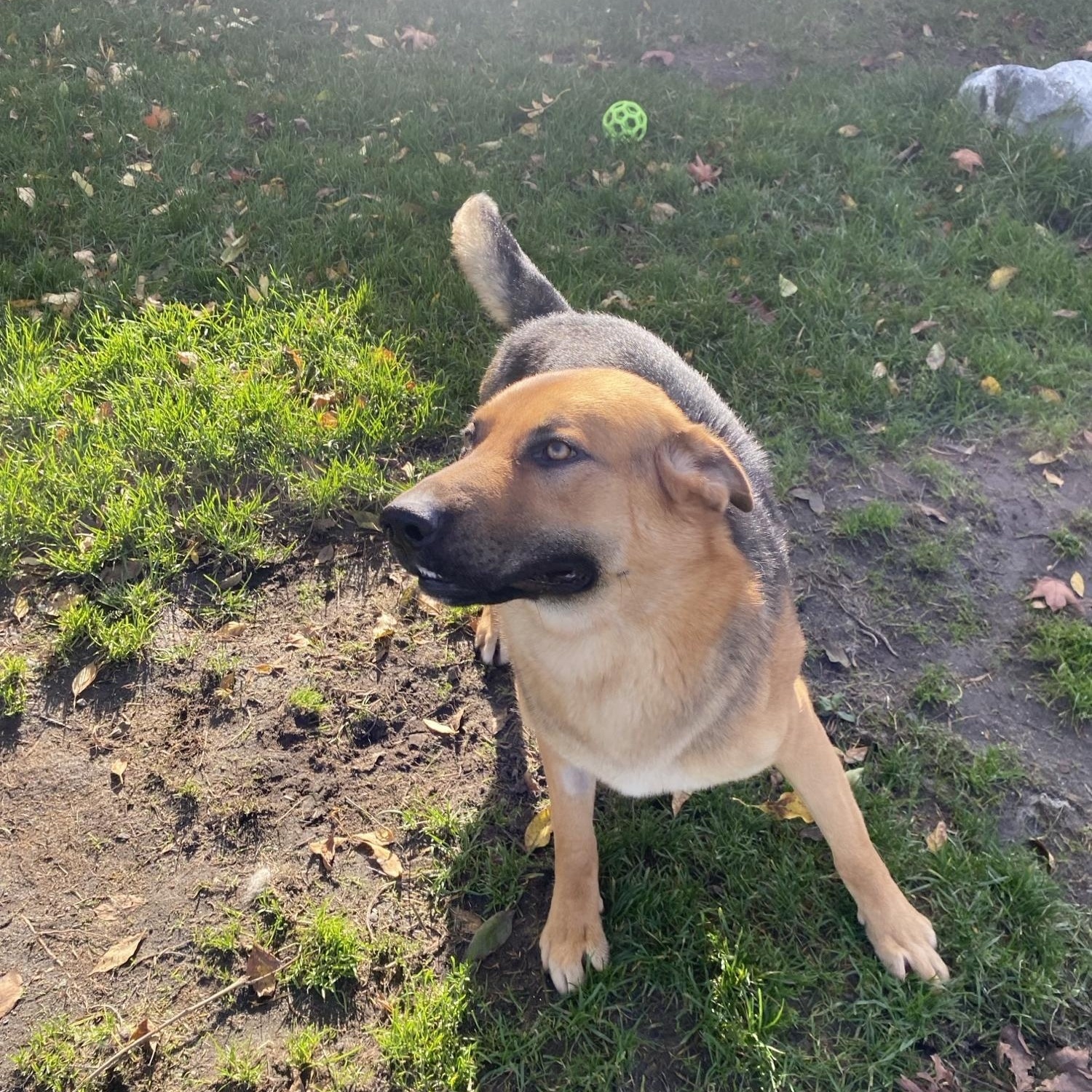 Enlarge Turtle - ADOPTABLE!, a Adoptable German Shepherd Dog in Chilliwack, BC image 3/5