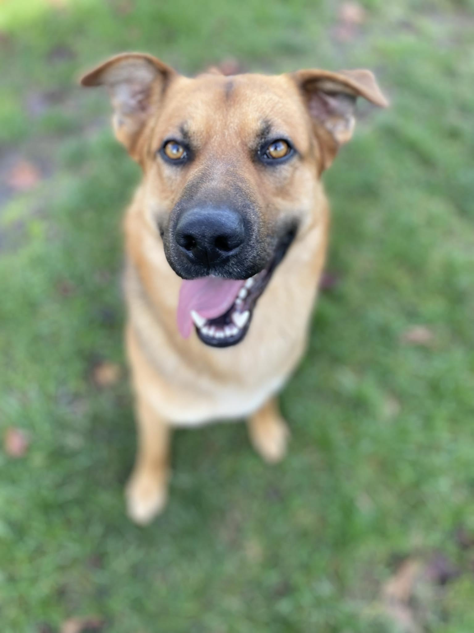 Enlarge Turtle - ADOPTABLE!, a Adoptable German Shepherd Dog in Chilliwack, BC image 4/5