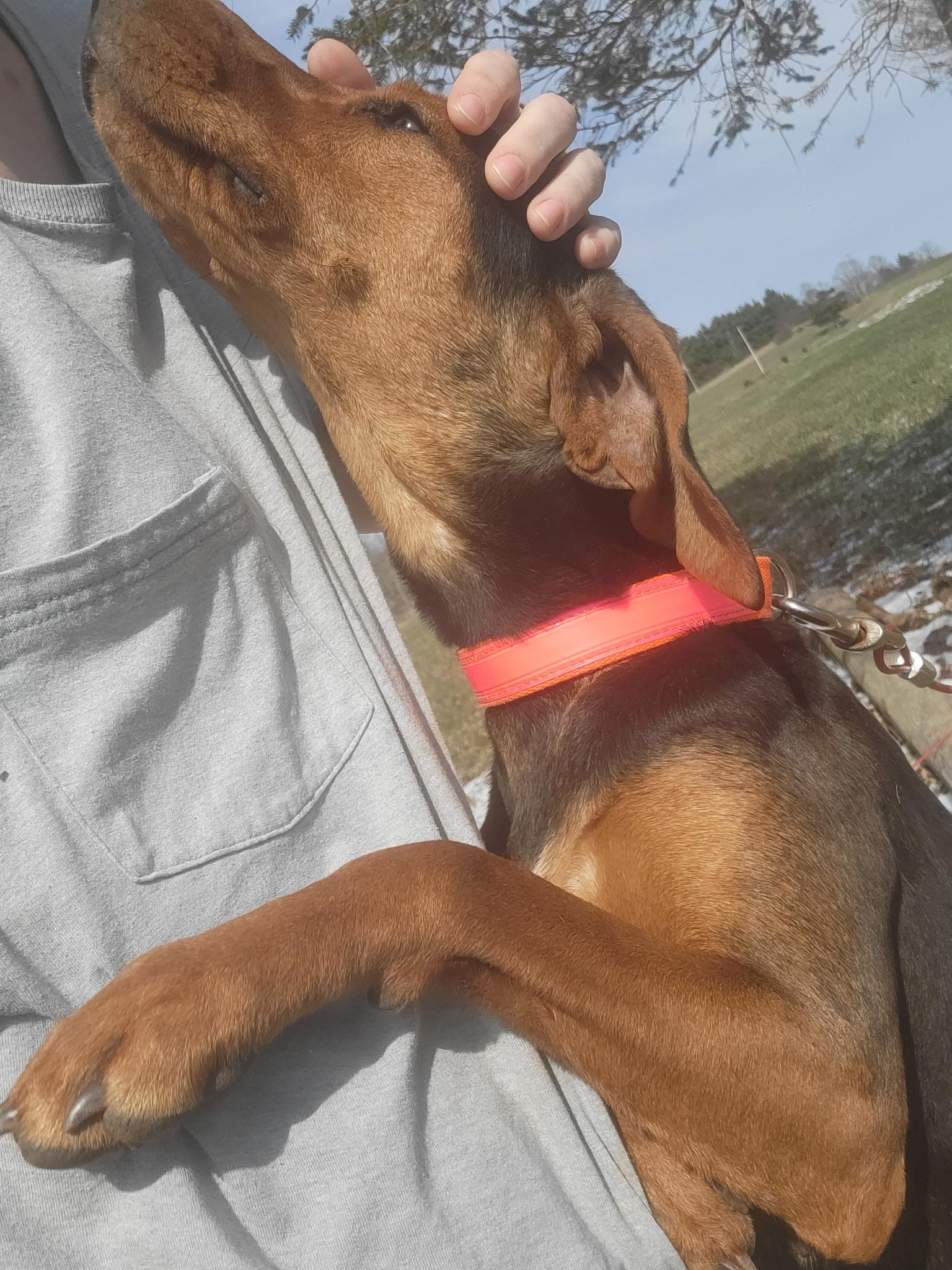 Enlarge Fanny Mae **Community Post**, a ADOPTABLE mixed breed in Floyd, VA image 5/5